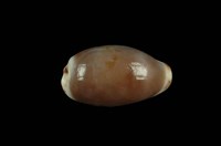 藏品(白貓寶螺)的圖片